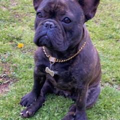 Gucci - French Bulldog