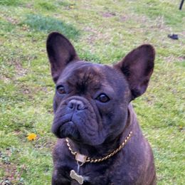 Gucci - French Bulldog