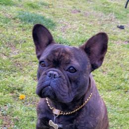Gucci - French Bulldog