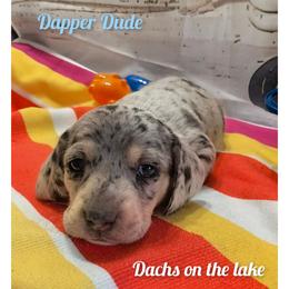 Dapper Dude - Dapple male Dachshund puppy in Grove, Oklahoma from Dachs on the lake