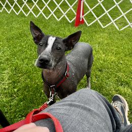 Xoloitzcuintli Puppies from Harbinger Xolos