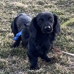 Waddle - Dachshund