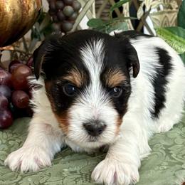 Harley - Black tan and white male Biewer Terrier puppy in Oklahoma from Rocky Oak Cavaliers & Biewer Terriers LLC