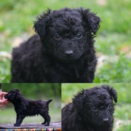 Felix - Black male Mudi puppy in Gatlinburg, Tennessee from Greenbrier