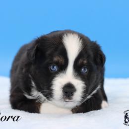 Bora - Black tri male Miniature Australian Shepherd puppy in Weeki Wachee, Florida from Arlington's Mini Aussies