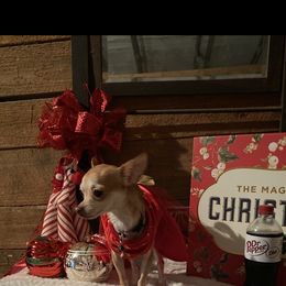 Chihuahua and Yorkshire Terrier All Grown Up from CoolMissLLC
