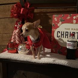 Chihuahua and Yorkshire Terrier All Grown Up from CoolMissLLC