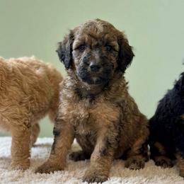 Pepper - AKC - Sable female Poodle puppy in Haines City, Florida from Noelle Poodles