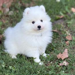 Blue - White male Japanese Spitz puppy in Madison, Alabama from Cinabell Japenese Spitz