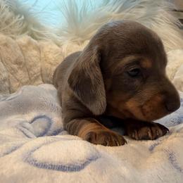 AKC Thumper - Dapple male Dachshund puppy in Erie, Michigan from Champagne’s Grinch Toe’d Dachshunds