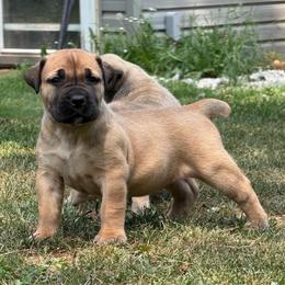 Purple Collar - Fawn female Boerboel puppy in Manitowoc, Wisconsin from Mae Boerboel