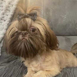 Nuggets - Shih Tzu