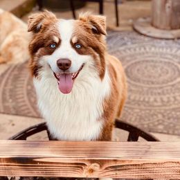 Australian Shepherds from Blissful Blues Australian Shepherds