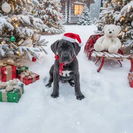 Banshee - Gray brindle female Cane Corso puppy in Hampstead, New Hampshire from Durgin Hollow
