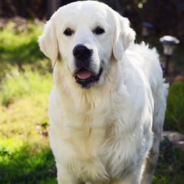 Jaks - Golden Retriever