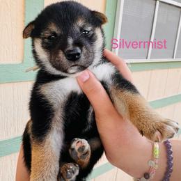 Silvermist - Black and tan female Shiba Inu puppy in Las Vegas, Nevada from GBs Shiba Inu's