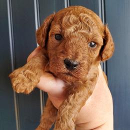 Tank -Dark Red Mini Poodle - Red  male Poodle puppy in Falcon, Missouri from Cedar House Heritage Poodles | AKC Toy & Miniature Poodle Puppies Raised in Home