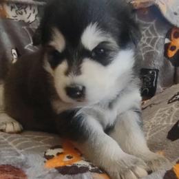 Girl 1 'Lilith' orange collar - Black and white female Alaskan Malamute puppy in Grayson County, Virginia from River Bend Malamutes
