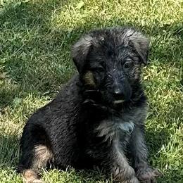 German Shepherds from Tonor-Steffca German Shepherd dogs