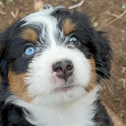 Aussiedoodles, Australian Mountain Doodles, and Bernedoodles from Sassy Pants Pups