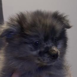 Conway ( Twitty ) - Blue merle male Pomeranian puppy in Jackson, New Jersey from Peapod Pomeranians