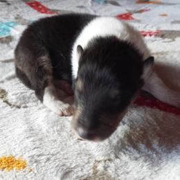 Storm - Black white and tan male Collie puppy in New Mexico from Red Canyon