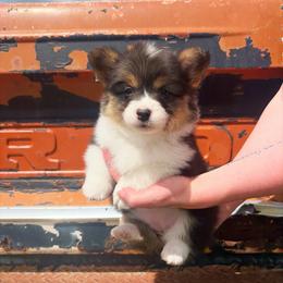 Misty - Black and tan female Pembroke Welsh Corgi puppy in Chubbuck, Idaho from Sunny J Corgis and Mini Americans