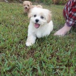 Mika - Champagne female Maltipoo puppy in Oakland, Kentucky from Imperial Dogs