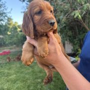 Navy-Ron Weasley - Mahogany male Irish Setter puppy in Franklin, Idaho from Spring Creek Irish Setters
