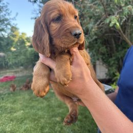 Navy-Ron Weasley - Mahogany male Irish Setter puppy in Franklin, Idaho from Spring Creek Irish Setters