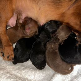 Chocolate girl LH - Chocolate and tan female Dachshund puppy in Lakeland, Florida from Elite Doxies Florida