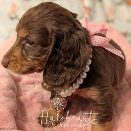 Carly Pet Only - Chocolate and tan female Dachshund puppy in Livingston Parish, Louisiana from Haloheart Dachshunds