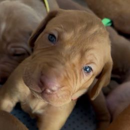 Poppy - Golden rust female Vizsla puppy in Plymouth, Minnesota from Carlson Vizslas