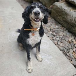 Sadie - Bernedoodle