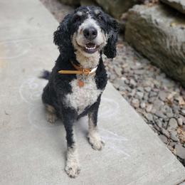 Sadie - Bernedoodle