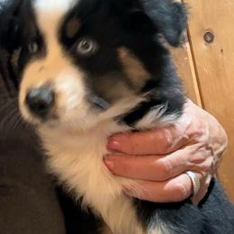 Diamond - Black tri-color female Australian Shepherd puppy in Brownfield, Maine from Misty Feather Aussies