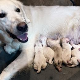 Golden Retriever Puppies from Good Life Goldens