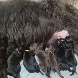 AKC Brown - Brown Newfoundland puppy in Caribou, Maine from Starfire Newfoundlands