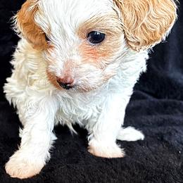Bichon Frise and Poodle Puppies from Daisy Pups