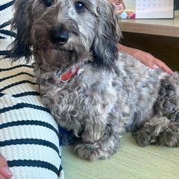 Quade - Dachshund