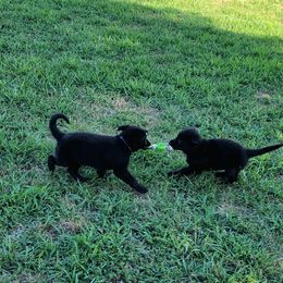 German Shepherd Puppies from Woodhill K9