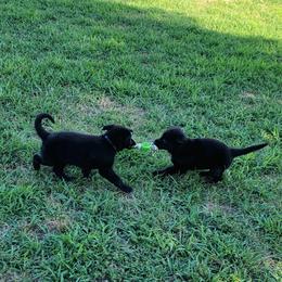 German Shepherd Puppies from Woodhill K9