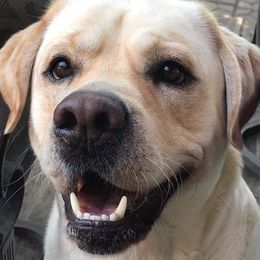 Dexter - Labrador Retriever