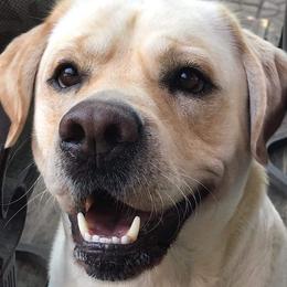 Dexter - Labrador Retriever