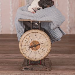 Poodle Puppies from Setting the Standard Poodles
