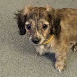 Jolene - Brindle female Dachshund puppy in Easley, South Carolina from Castle Hill Doxies, LLC