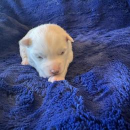 Lila - White female Pomsky puppy in Bucyrus, Missouri from Hill Top Pomskies