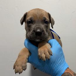 Male 2 - Gray and fawn male Cane Corso puppy in Cashion, Oklahoma from APEXOK Cane Corsos LLC
