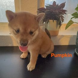 Pumpkin - Red female Shiba Inu puppy in Las Vegas, Nevada from GBs Shiba Inu's