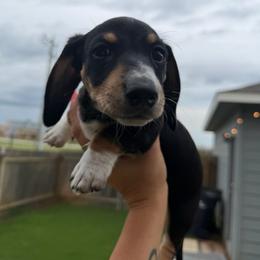 Eazy - Blue and cream male Dachshund puppy in Hutto, Texas from B & D Dachshunds